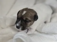 Ziggy, a male Jack Russell Terrier for sale in Kempner, TX – 4 of 4