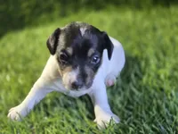 Puppy 3, a female Jack Russell Terrier for sale in Kempner, TX – Photo 4 of 5