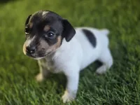 Puppy 3, a female Jack Russell Terrier for sale in Kempner, TX – Photo 2 of 5