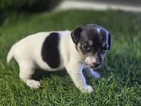 Puppy 3, a female Jack Russell Terrier for sale in Kempner, TX – Photo 5 of 5