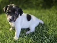 Puppy 3, a female Jack Russell Terrier for sale in Kempner, TX – Photo 3 of 5