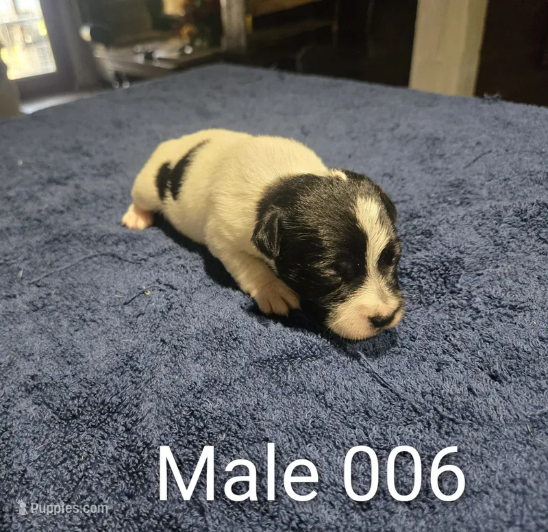 Male 006 – Jack Russell Terrier puppy for sale in Kempner, TX