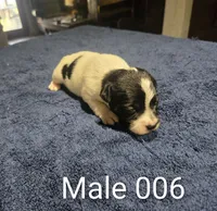 Male 006, a male Jack Russell Terrier for sale in Kempner, TX – 1 of 1