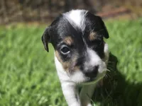 Standard Puppy 2, a female Jack Russell Terrier for sale in Kempner, TX – Photo 1 of 6