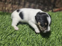 Standard Puppy 2, a female Jack Russell Terrier for sale in Kempner, TX – Photo 3 of 6