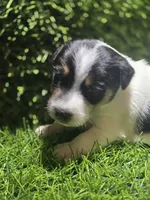 Standard Puppy 2, a female Jack Russell Terrier for sale in Kempner, TX – Photo 5 of 6