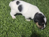 Standard Puppy 2, a female Jack Russell Terrier for sale in Kempner, TX – Photo 2 of 6