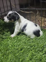 Standard Puppy 2, a female Jack Russell Terrier for sale in Kempner, TX – Photo 4 of 6