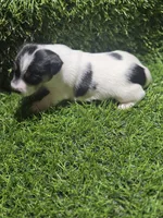 Standard Puppy 2, a female Jack Russell Terrier for sale in Kempner, TX – Photo 6 of 6