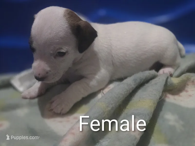 F015 – Jack Russell Terrier puppy for sale in Kempner, TX