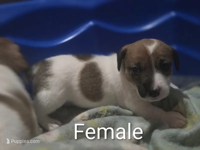 F012 – Jack Russell Terrier puppy for sale in Kempner, TX