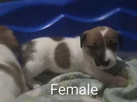 F012, a female Jack Russell Terrier for sale in Kempner, TX – 1 of 2