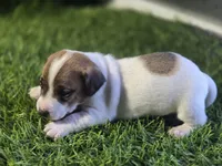 Puppy 6, a male Jack Russell Terrier for sale in Kempner, TX – Photo 2 of 5