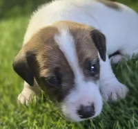 Puppy 6, a male Jack Russell Terrier for sale in Kempner, TX – Photo 1 of 5