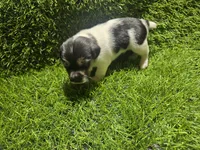 Standard Puppy 1, a male Jack Russell Terrier for sale in Kempner, TX – Photo 8 of 8