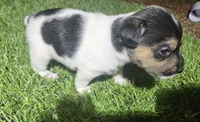 Standard Puppy 1, a male Jack Russell Terrier for sale in Kempner, TX – Photo 3 of 8