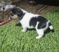 Standard Puppy 1, a male Jack Russell Terrier for sale in Kempner, TX – Photo 4 of 8
