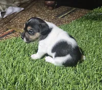 Standard Puppy 1, a male Jack Russell Terrier for sale in Kempner, TX – Photo 2 of 8