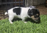 Standard Puppy 1, a male Jack Russell Terrier for sale in Kempner, TX – Photo 5 of 8