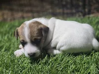 Standard Puppy 5, a female Jack Russell Terrier for sale in Kempner, TX – Photo 2 of 3