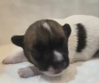 BOONE, a male Jack Russell Terrier for sale in Kempner, TX – 1 of 3