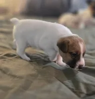 OLLIE, a male Jack Russell Terrier for sale in Kempner, TX – 2 of 10