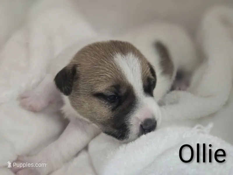 Ollie – Jack Russell Terrier puppy for sale in Kempner, TX