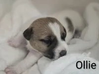 Ollie, a male Jack Russell Terrier for sale in Kempner, TX – 1 of 1