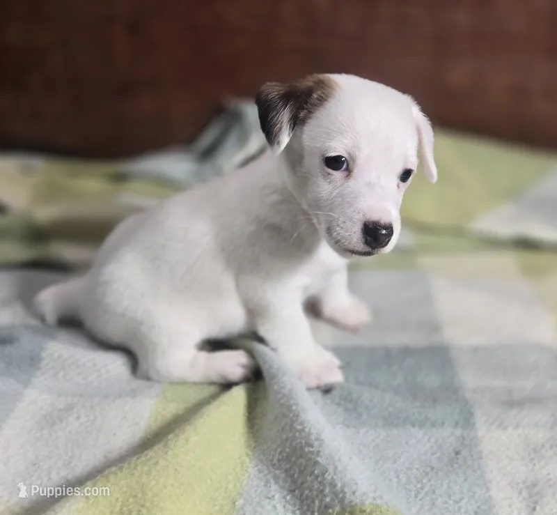 River – Jack Russell Terrier puppy for sale in Kempner, TX