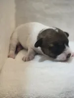 WYATT, a male Jack Russell Terrier for sale in Kempner, TX – 2 of 3