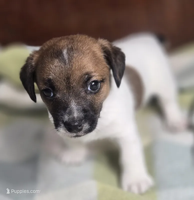 BOONE – Jack Russell Terrier puppy for sale in Kempner, TX