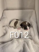 F012, a female Jack Russell Terrier for sale in Kempner, TX – 2 of 2