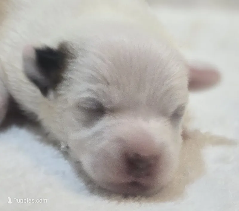 River – Jack Russell Terrier puppy for sale in Kempner, TX