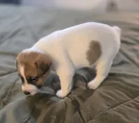 OLLIE, a male Jack Russell Terrier for sale in Kempner, TX – 3 of 10