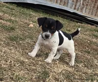 Shorty male 1, a male Jack Russell Terrier for sale in Kempner, TX – Photo 1 of 4