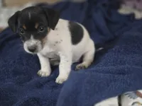 Shorty male 1, a male Jack Russell Terrier for sale in Kempner, TX – Photo 2 of 4