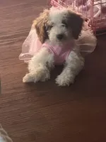 Grace, a female Miniature Goldendoodle for sale in Orlando, FL – Photo 8 of 9