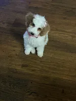 Grace, a female Miniature Goldendoodle for sale in Orlando, FL – Photo 4 of 9