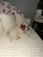 Grace, a female Miniature Goldendoodle for sale in Orlando, FL – Photo 2 of 9