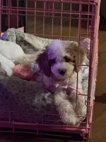 Grace, a female Miniature Goldendoodle for sale in Orlando, FL – Photo 5 of 9