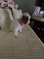 Grace, a female Miniature Goldendoodle for sale in Orlando, FL – Photo 7 of 9