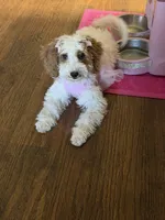 Grace, a female Miniature Goldendoodle for sale in Orlando, FL – Photo 3 of 9