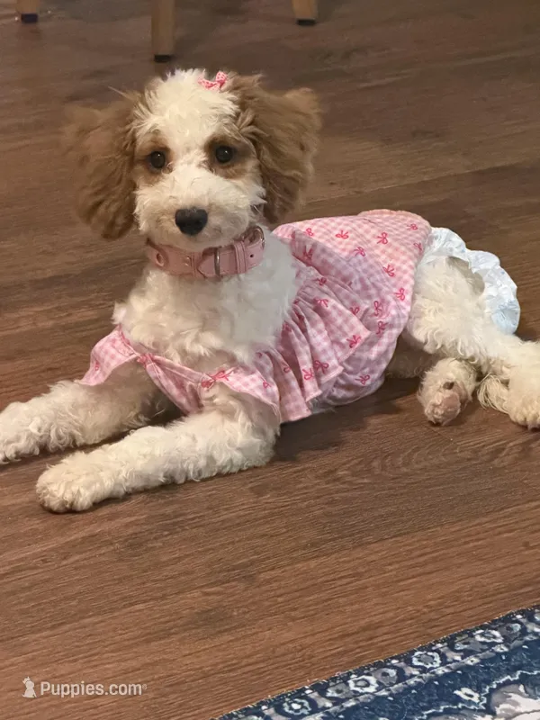 Grace – Miniature Goldendoodle puppy for sale in Orlando, FL