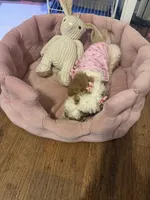 Grace, a female Miniature Goldendoodle for sale in Orlando, FL – Photo 9 of 9