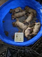 processed/c2ef5ef9-a35a-4805-9b77-053fd175b00e/facility/c0183819-4c4d-42a7-a7c6-4f4dd3fa4bcd