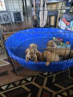 Louie, a male Labrador Retriever for sale in Yuma, AZ – 3 of 3