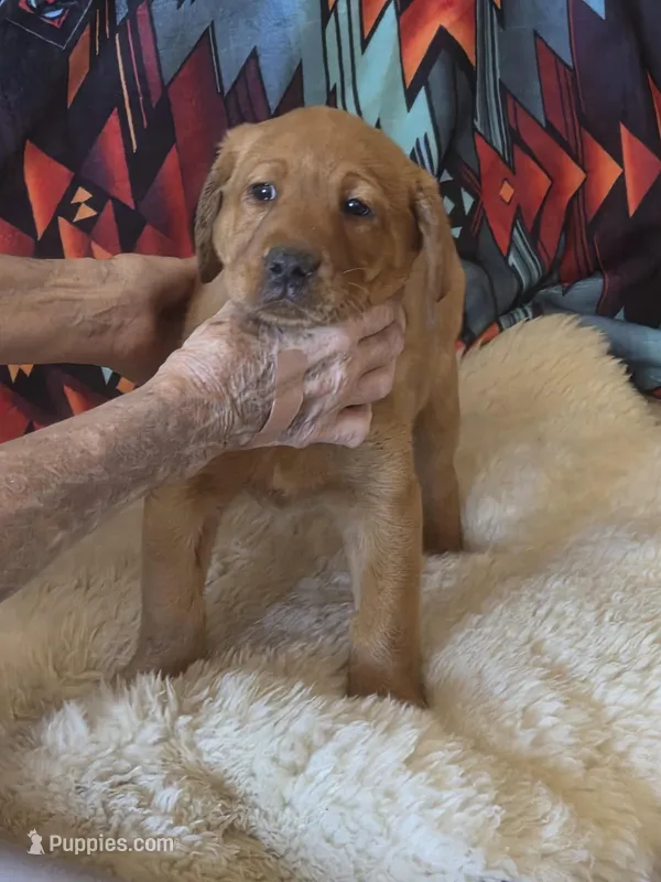 Louie – Labrador Retriever puppy for sale in Yuma, AZ