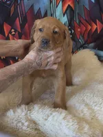 Louie, a male Labrador Retriever for sale in Yuma, AZ – 1 of 3