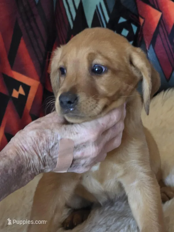 Sarge – Labrador Retriever puppy for sale in Yuma, AZ