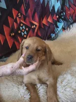 Molly, a female Labrador Retriever for sale in Yuma, AZ – 1 of 3